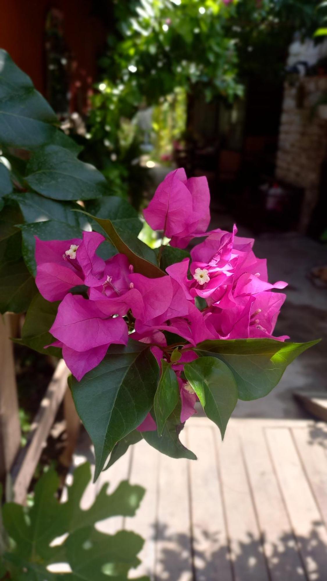 Demeter Rose Stonehouse Pansion Apartment อันตัลยา ภายนอก รูปภาพ